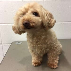 よろしくトイプー