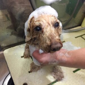 シャンプートイプー