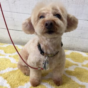 仕上がりトイプー