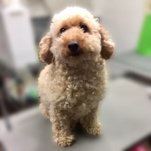 よろしくトイプー