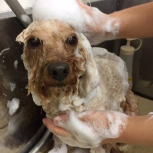 シャンプートイプー