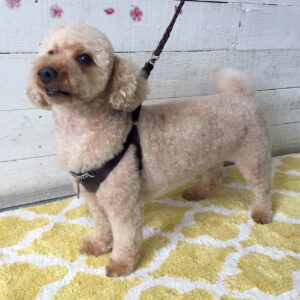 仕上がりトイプー