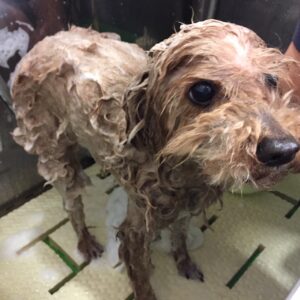 シャンプートイプー