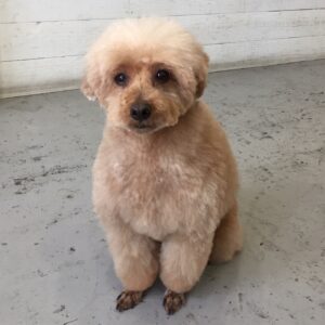 仕上がりトイプー