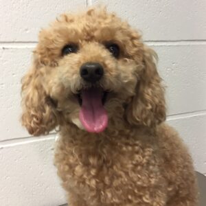 よろしくトイプー