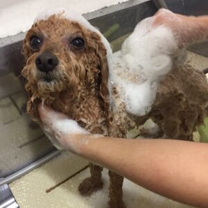 シャンプートイプー