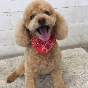 仕上がりトイプー