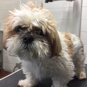 よろしくシーズー