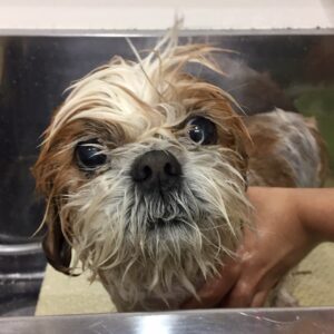 シャンプーシーズー