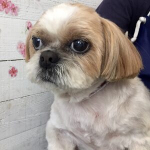 仕上がりシーズー