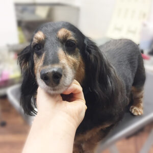 よろしくダックス