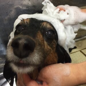 シャンプーダックス