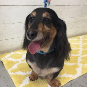 仕上がりダックス