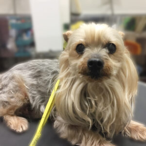 よろしくヨーキー