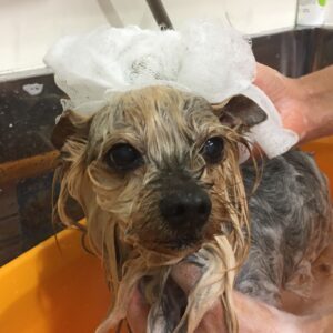 シャンプーヨーキー