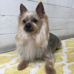 仕上がりヨーキー