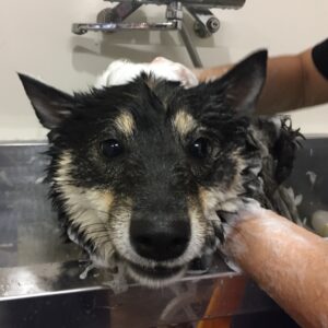 シャンプーしば