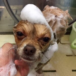 シャンプーチワワ