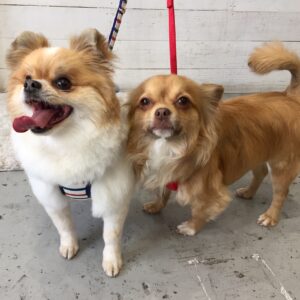 仕上がりミックス&チワワ