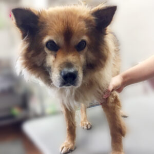 よろしくミックス