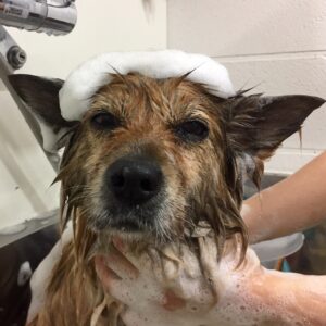 シャンプーミックス