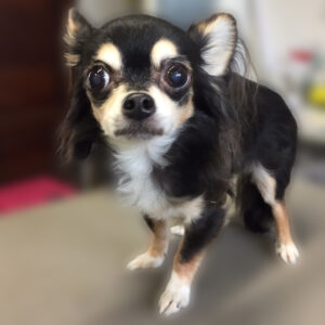 よろしくチワワ