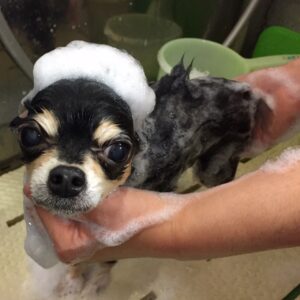シャンプーチワワ