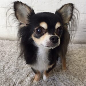 仕上がりチワワ