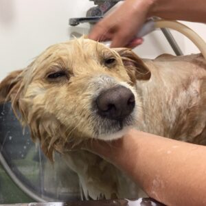 シャンプーミックス