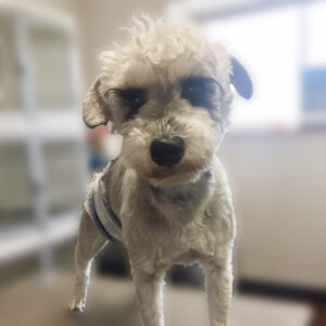 よろしくMシュナ