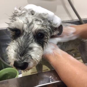 シャンプーMシュナ