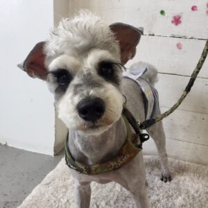 仕上がりMシュナ