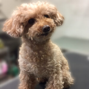 よろしくトイプー