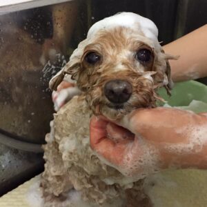 シャンプートイプー