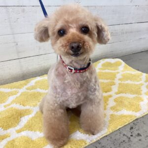 仕上がりトイプー