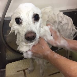 シャンプースピッツ