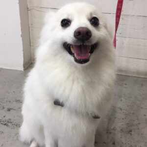 仕上がりスピッツ