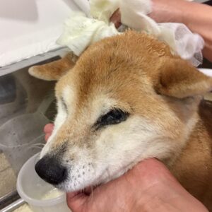 シャンプーしば