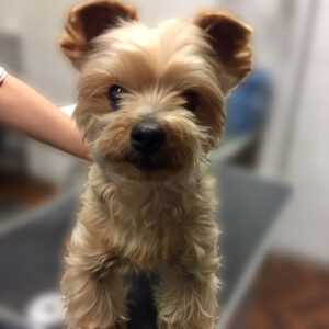 よろしくヨーキー