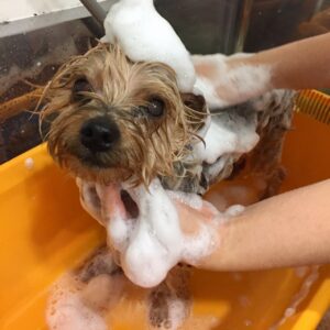 シャンプーヨーキー