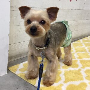 仕上がりヨーキー