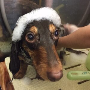 シャンプーダックス