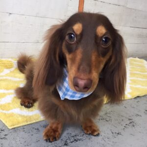 仕上がりダックス