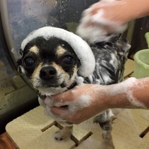 シャンプーチワワ