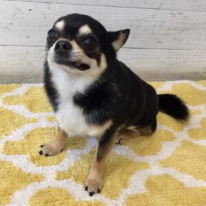 仕上がりチワワ