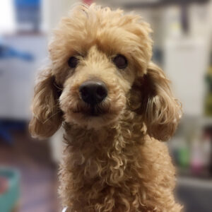 よろしくトイプー