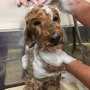 シャンプートイプー