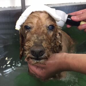 お風呂トイプー