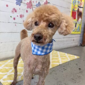 仕上がりトイプー