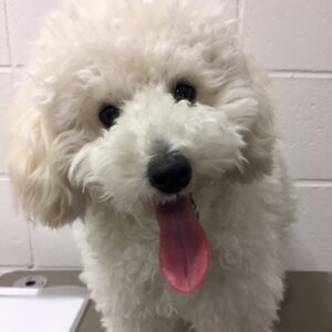 よろしくトイプー